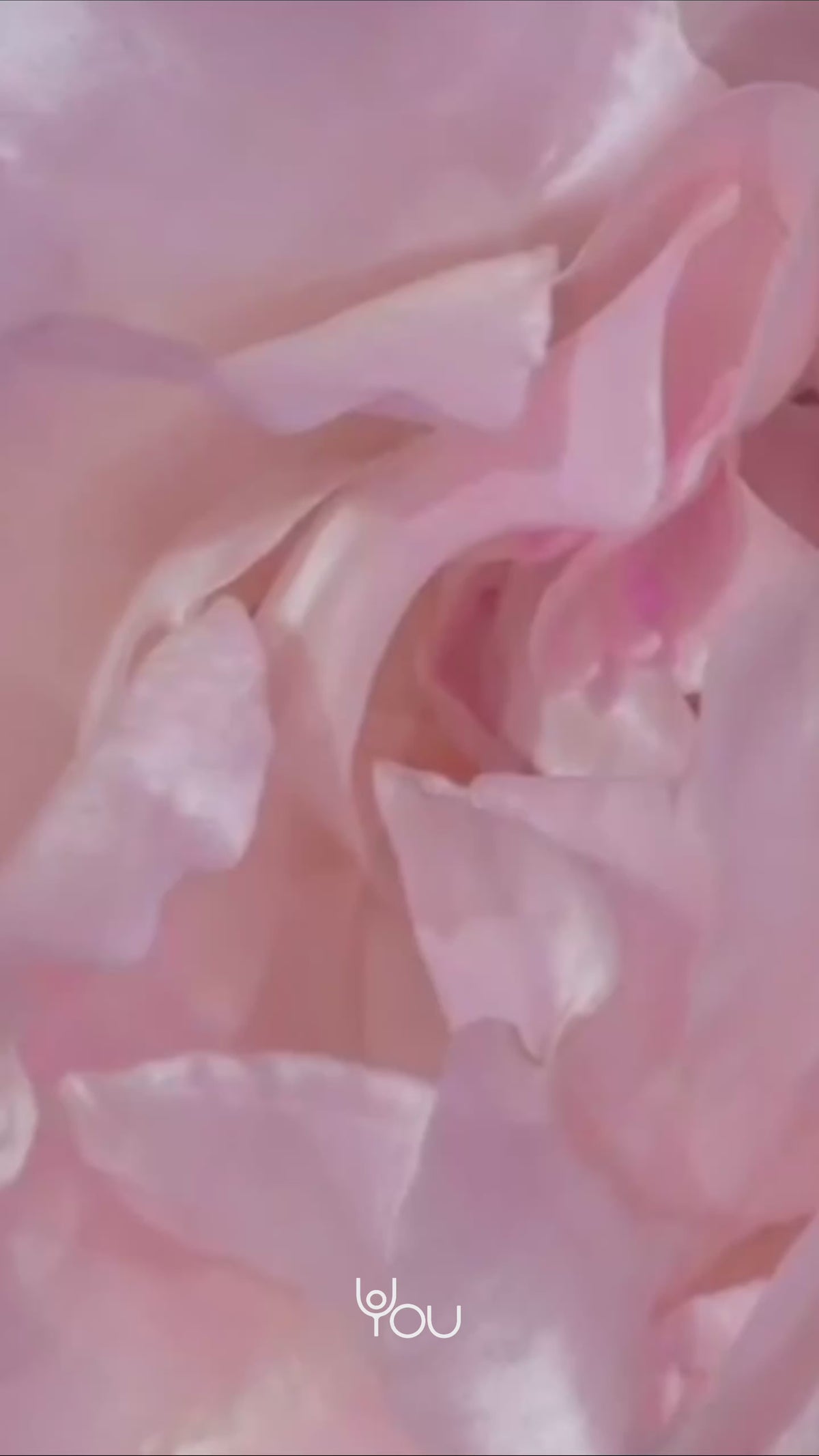 Rose: pale pink rose petals, close up