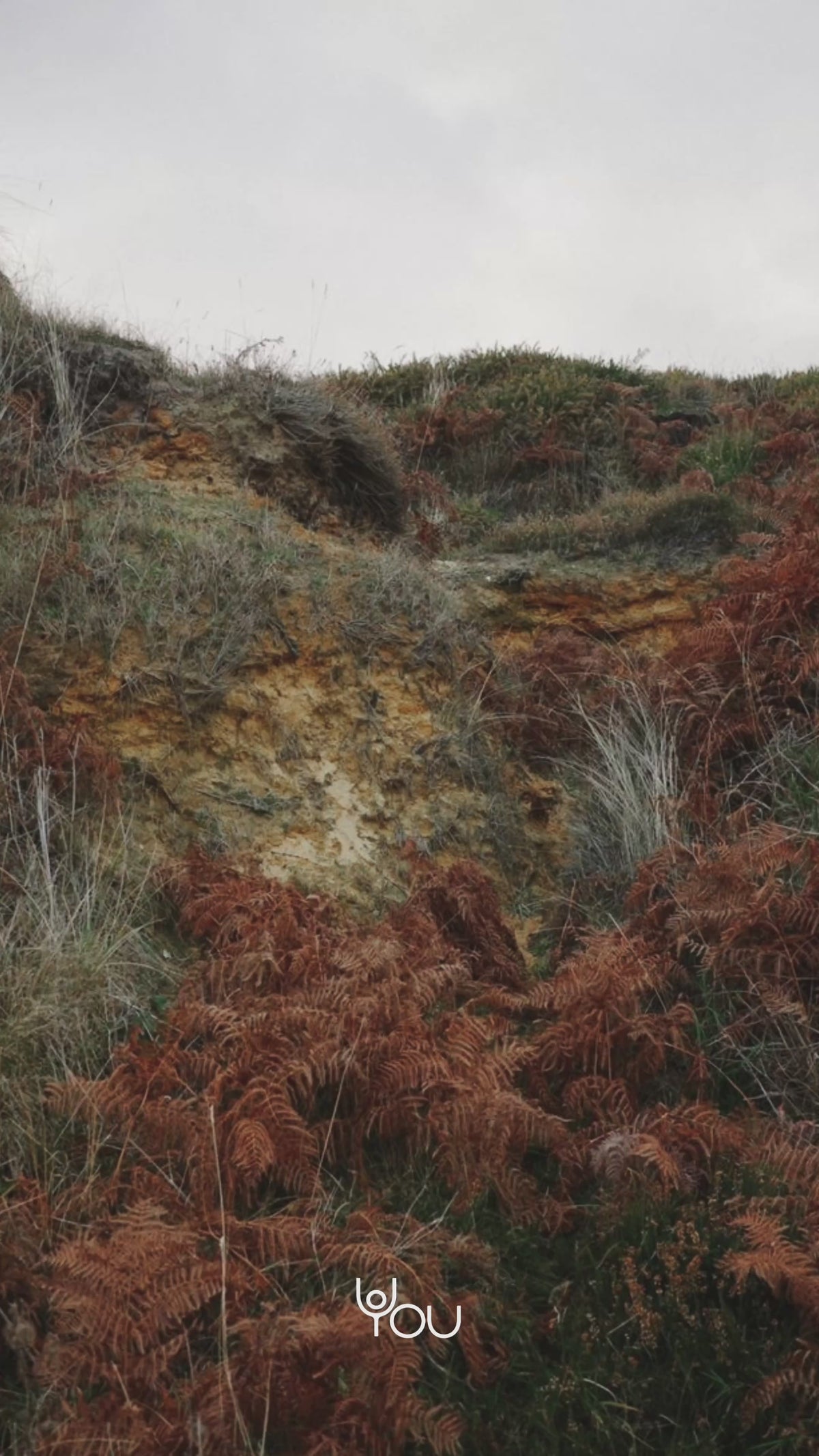 Potting Soil: rust red bracken on a hillside